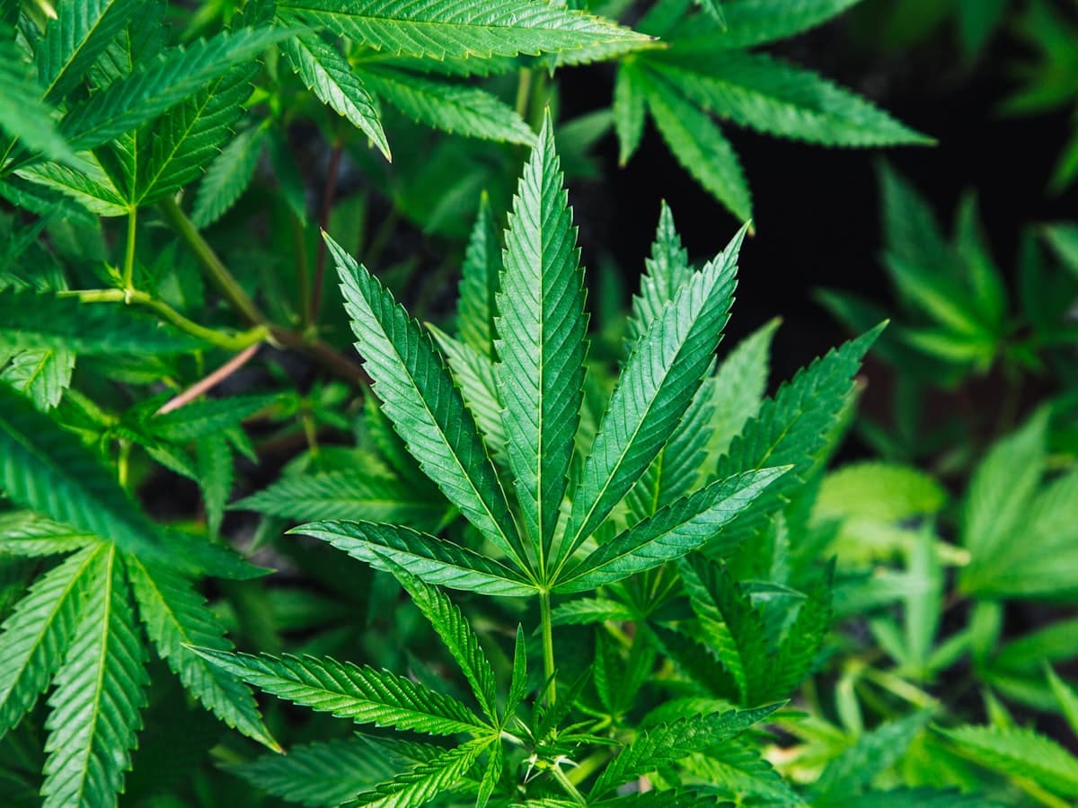 Cannabis flower close-up — documented bud detail