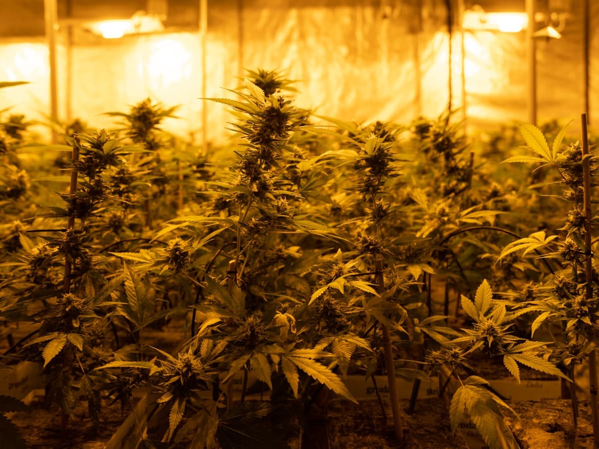 Rows of cannabis plants in a controlled indoor environment