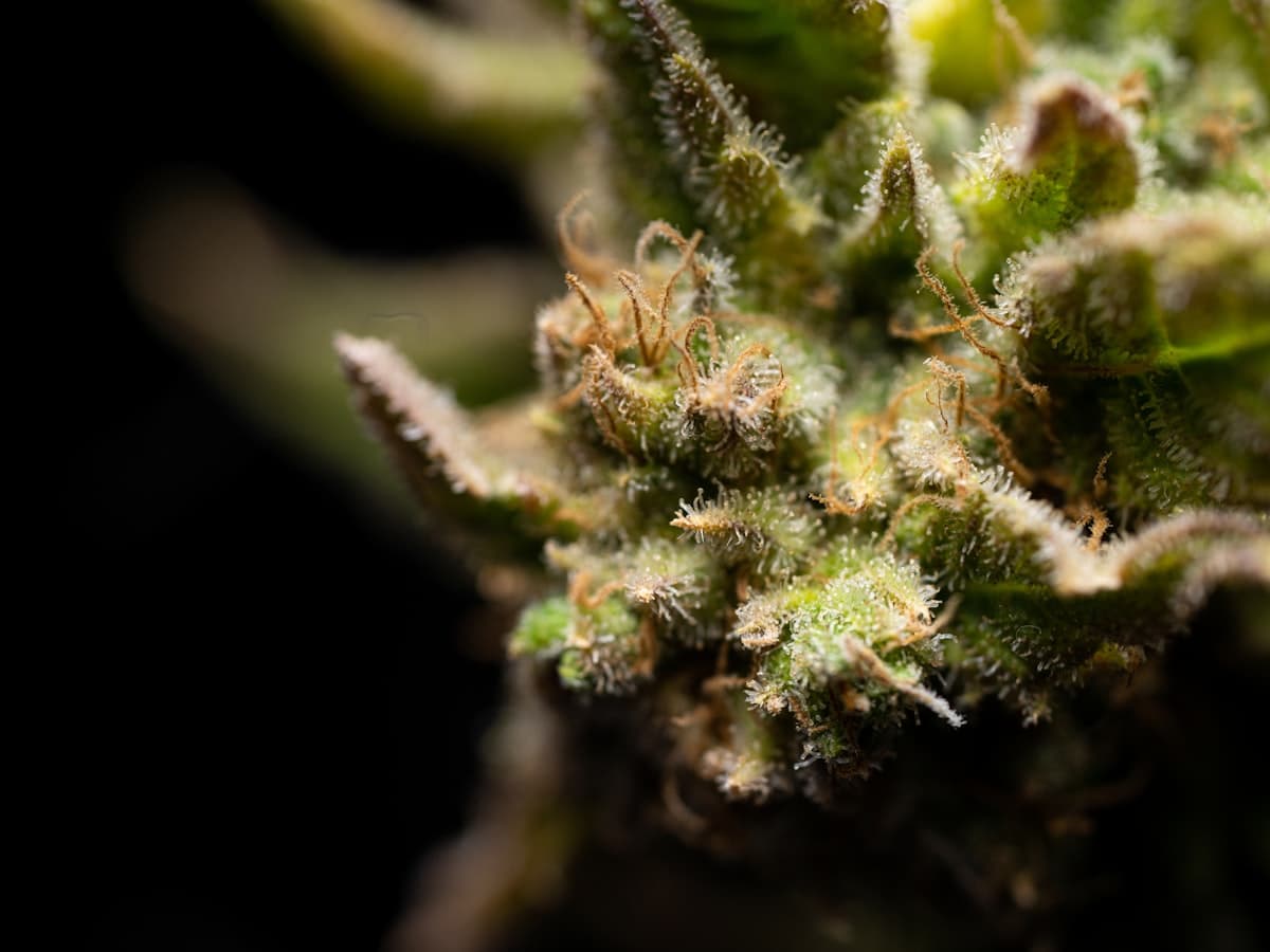 Cannabis flower close-up — indoor-grown CBD-dominant plant