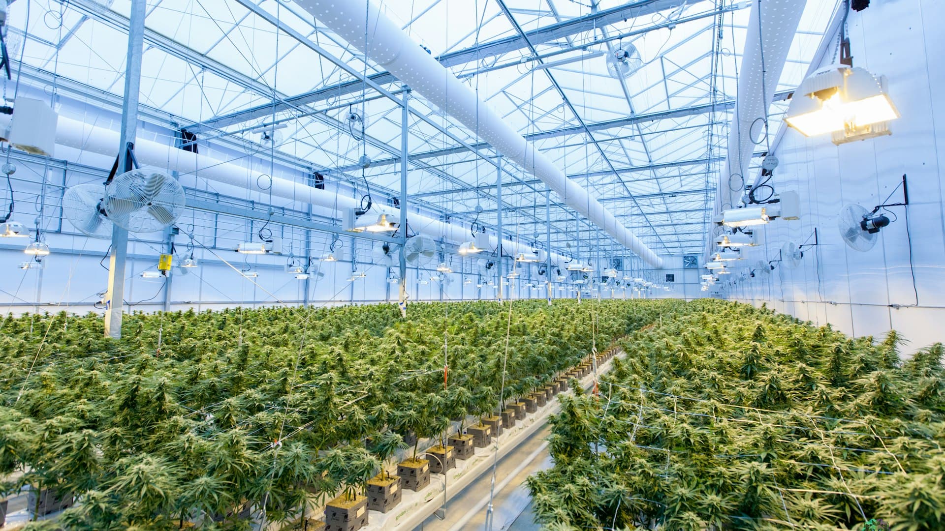 Indoor cannabis cultivation facility with professional grow lighting