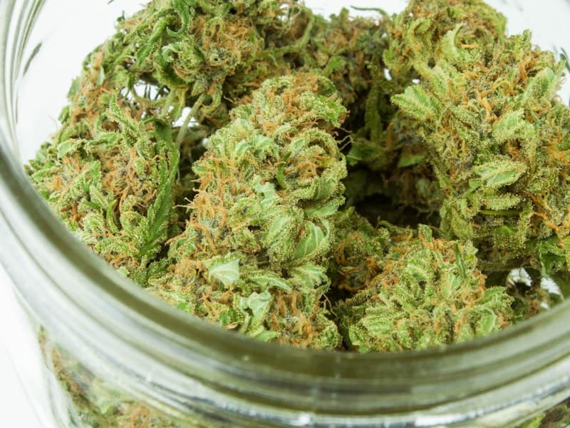 Cannabis flower prepared for export-grade packaging