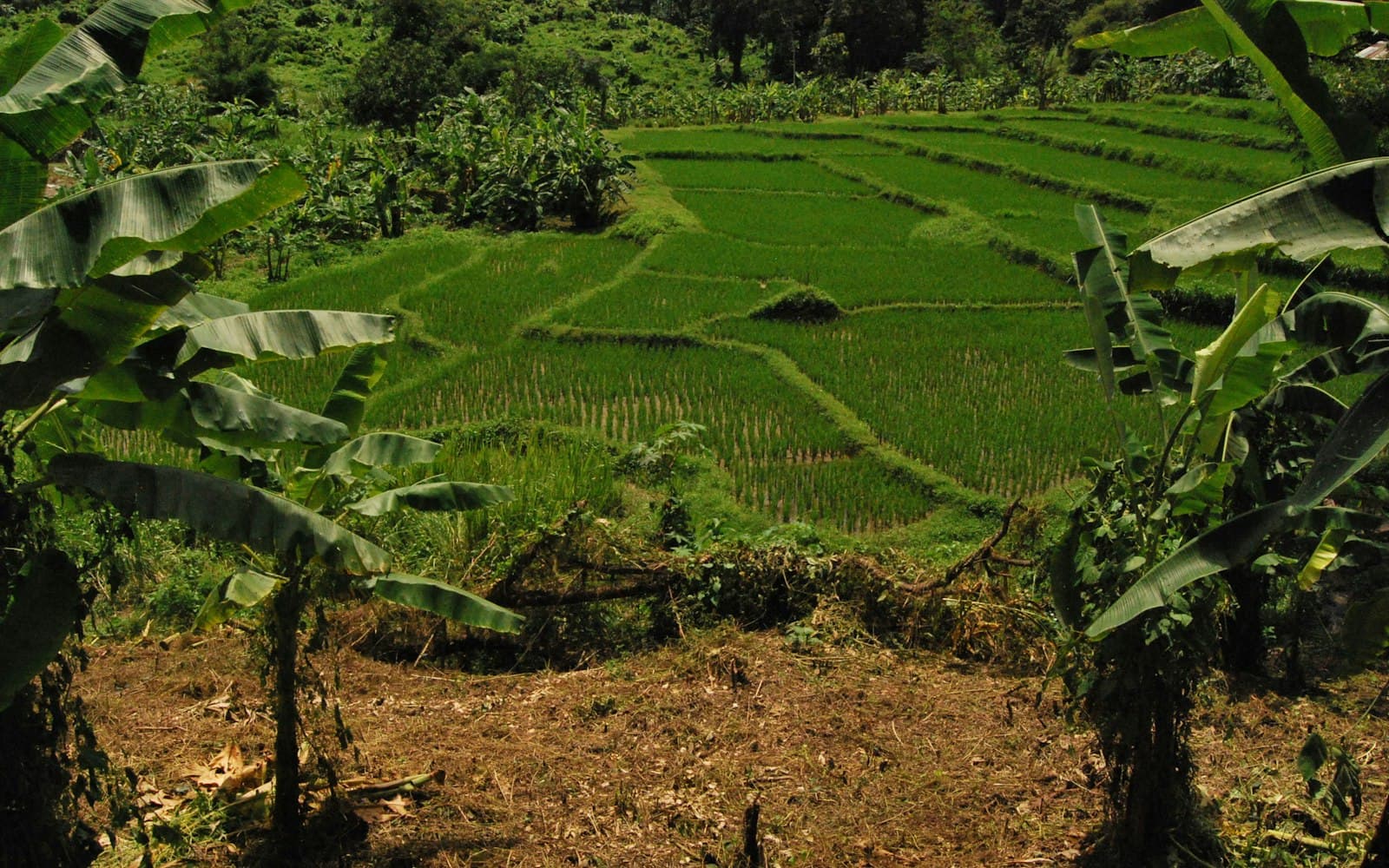 Lush green rice fields in Chiang Mai, Thailand — regional agricultural landscape
