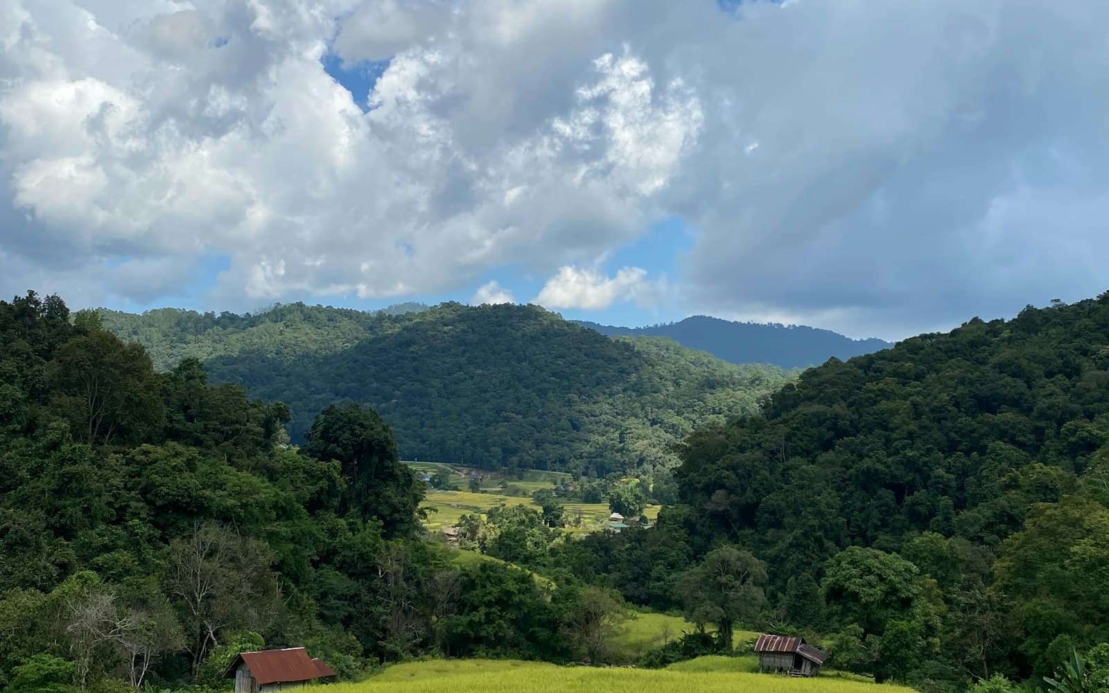 Golden rice fields nestled between green hills in Chiang Mai, Thailand