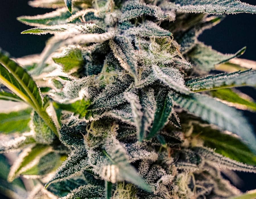 Blue Zushi — Trichome in Nahaufnahme