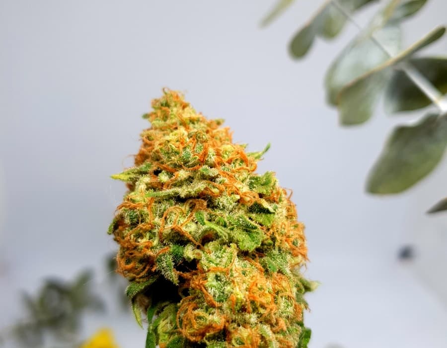 Blue Zushi — Blütendetail mit Tilt-Shift