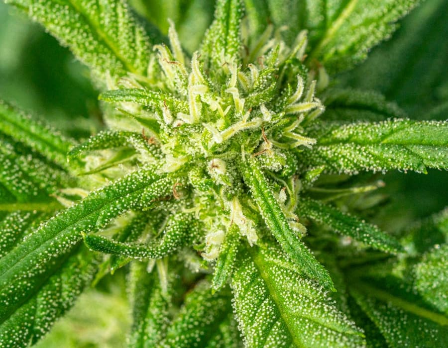 Blue Zushi — harzreiche Trichome, Nahaufnahme